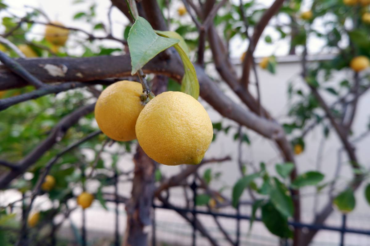 Comment entretenir un citronnier l'hiver ?