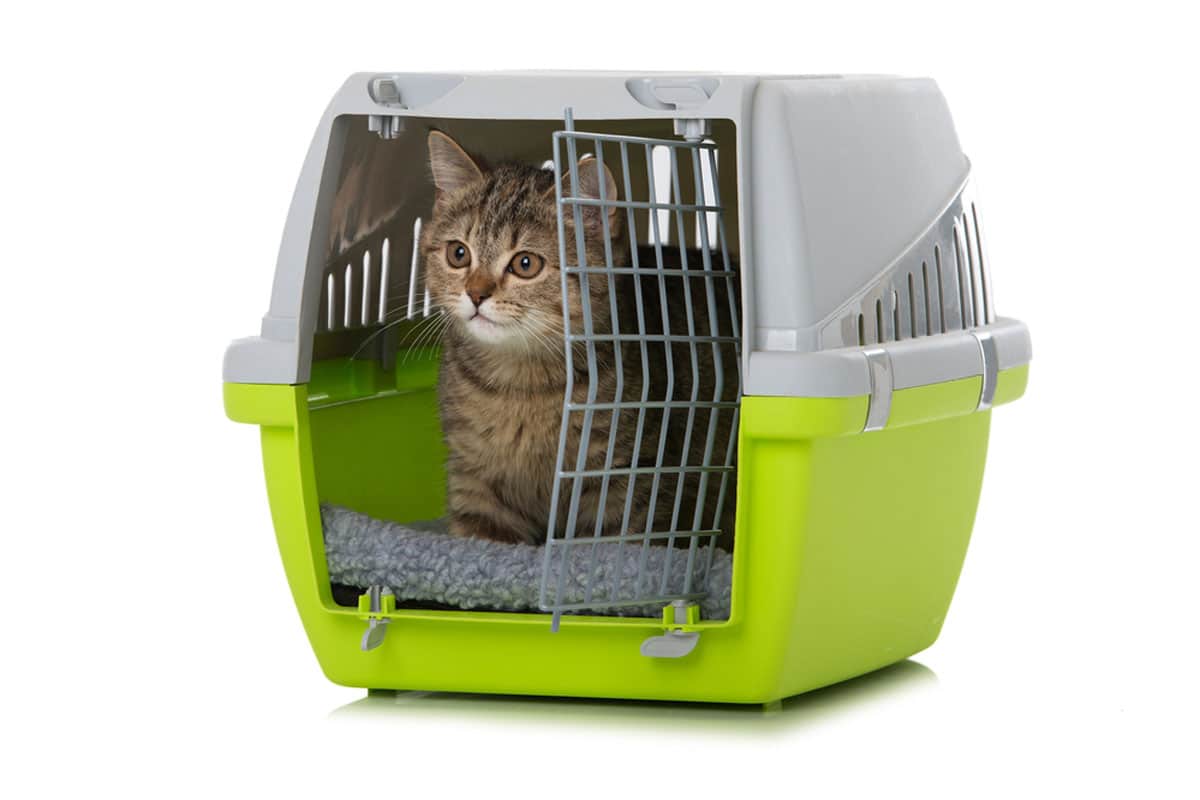 Je n'arrive pas à mettre mon chat dans sa cage de transport - Santévet