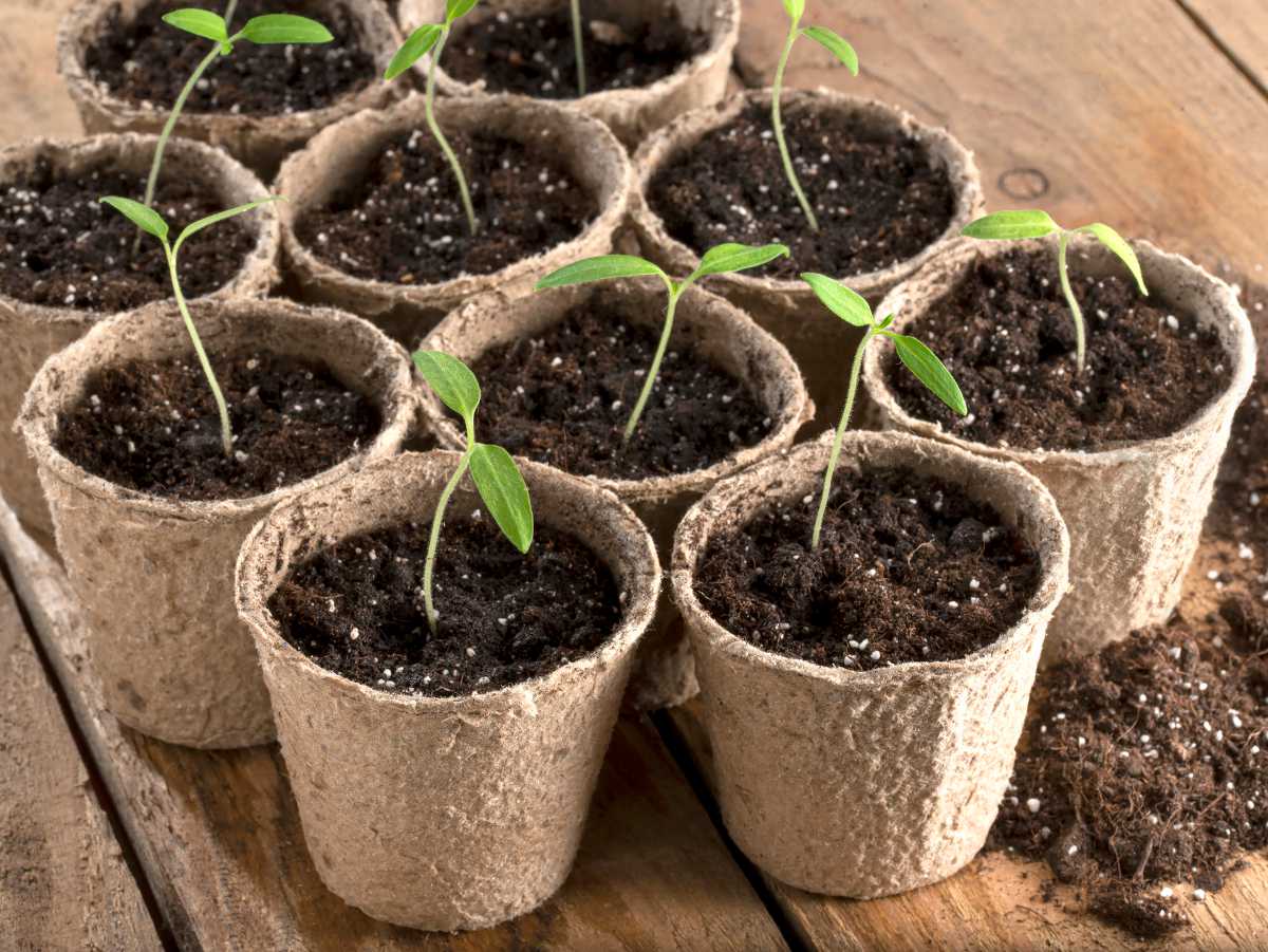 Un Pot En Plastique Est Utilisé Pour Faire Pousser Des Plants De Tomates