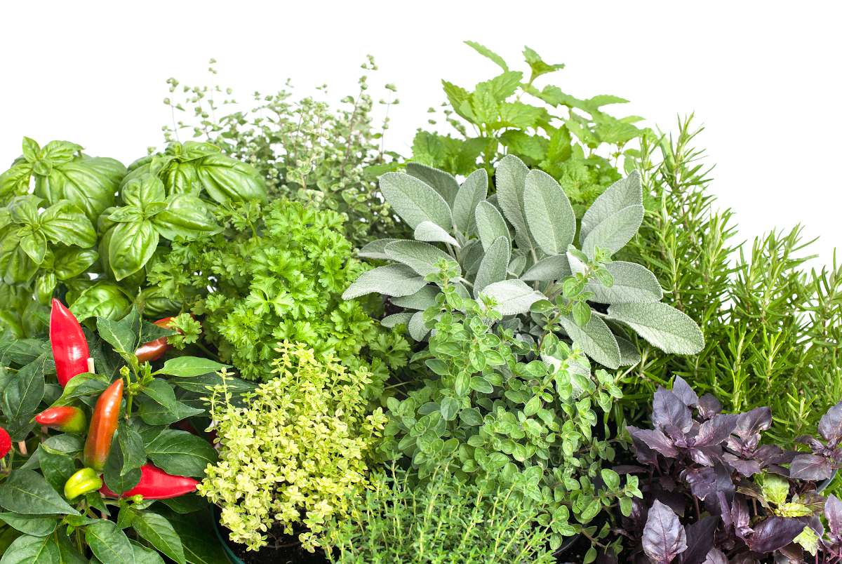 Créer un jardin d'herbes aromatiques : mode d'emploi  Jardin d'herbes  aromatiques, Jardin d'herbes, Jardin aromatique