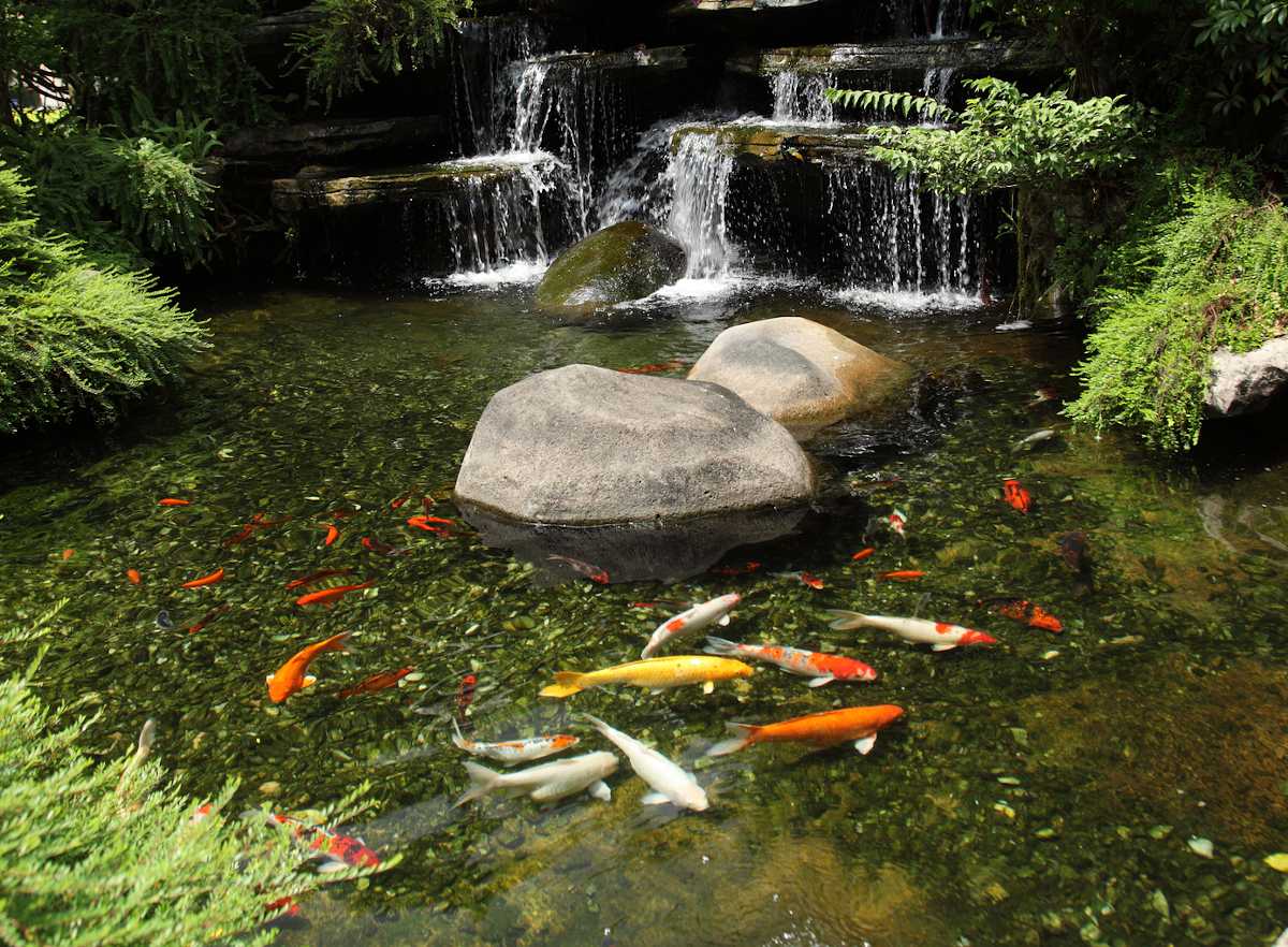Installer un bassin à poissons dans son jardin : une bonne idée qui mérite d'être  accompagnée - Le Parisien