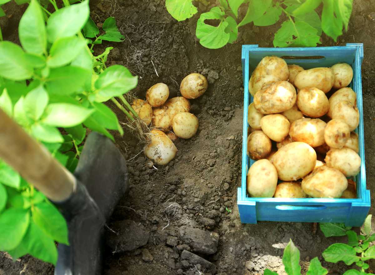 culture de la pomme de terre : plantation et entretien