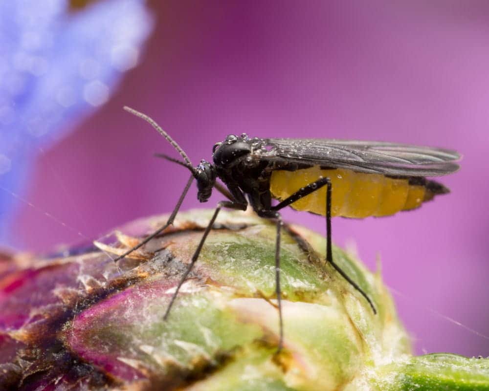 Astuces pour éviter les moucherons dans vos plantes d'intérieur