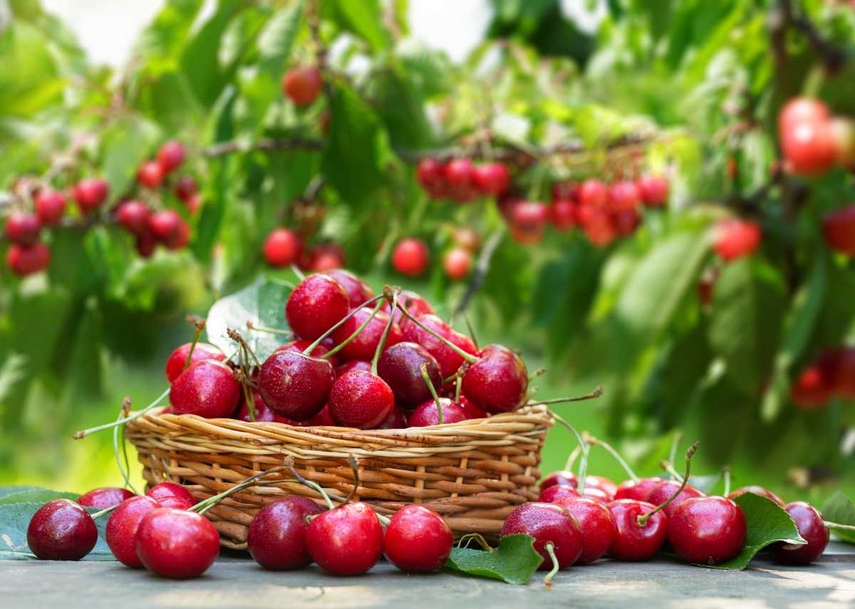 Arbres fruitiers : bien choisir, planter, tailler et récolter les