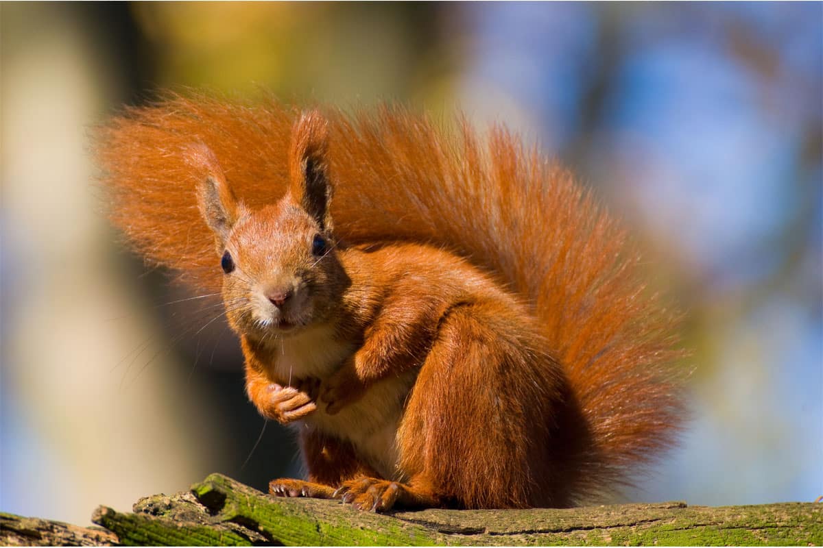 L'Écureuil roux, ce sympathique visiteur du jardin - Blog Promesse