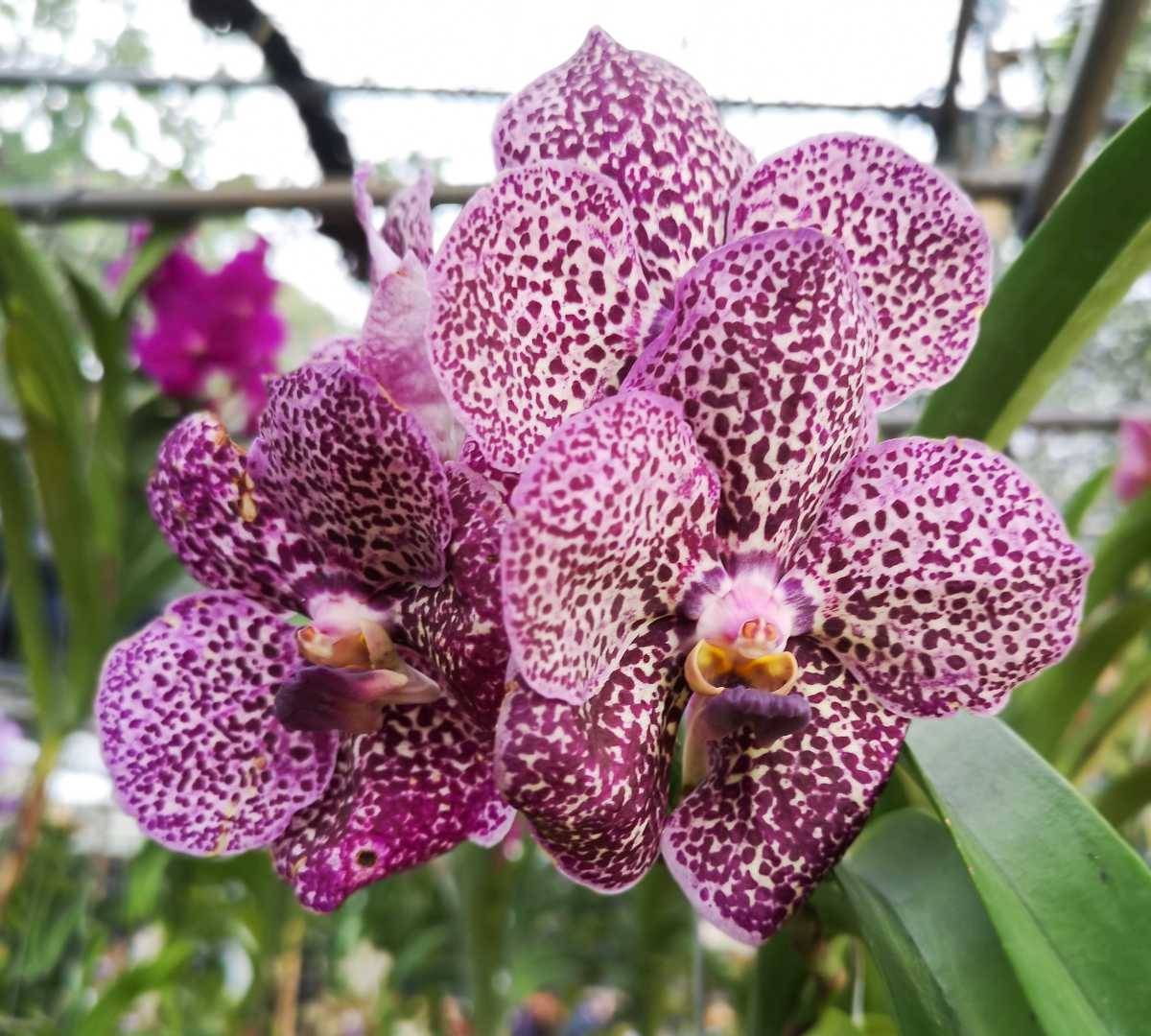 Orchidée Vanda : plantation, entretien, soin