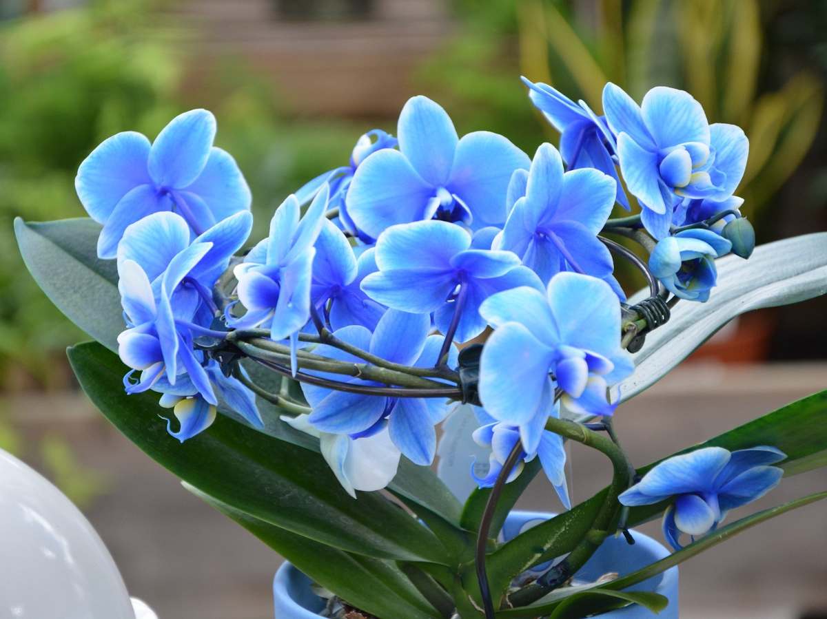 Orchidée bleue : teinture ou couleur naturelle, on vous dit tout