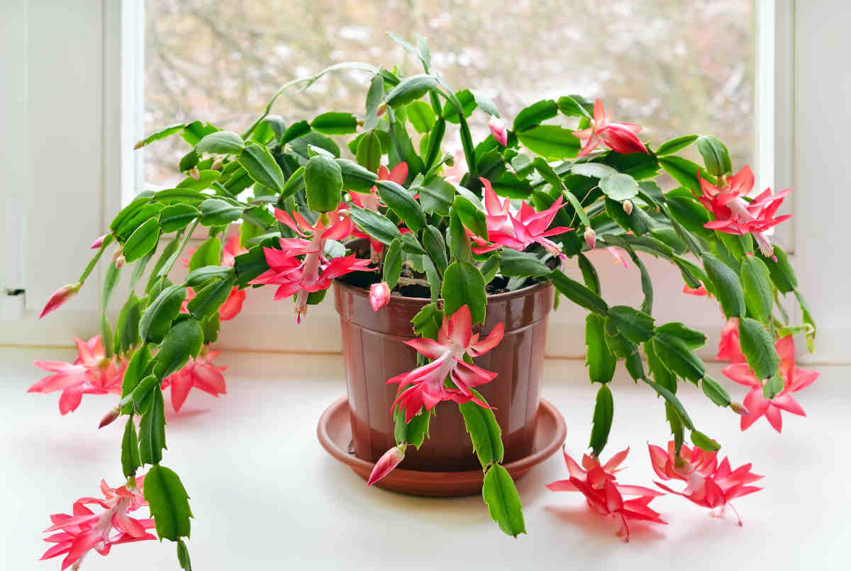 Schlumbergera : faites fleurir et multipliez le cactus de Noël