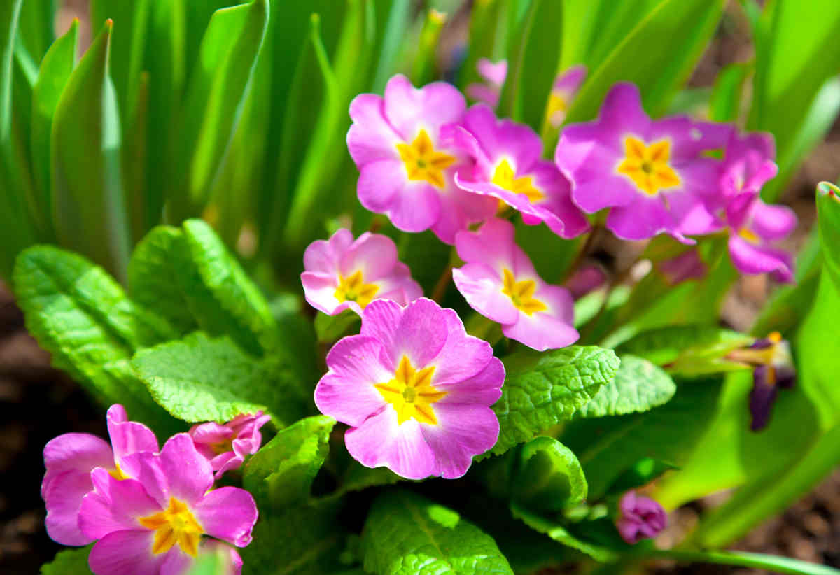 5 fleurs d'arrière-saison  Bulbe fleur, Fleurs, Fleur rose