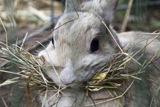 Jardiner pour mon lapin - Rabbits World