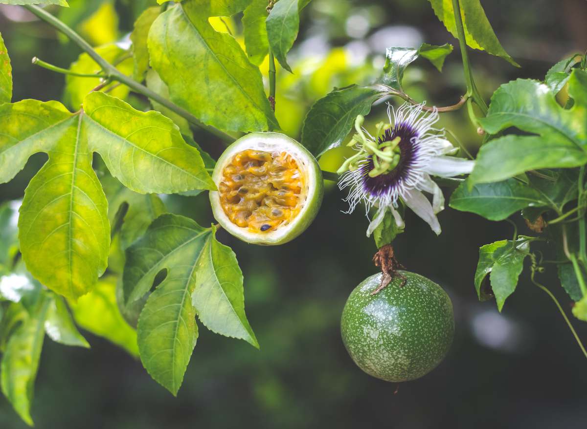 Fruits de la passion - Passiflora - Fruitiers en ligne