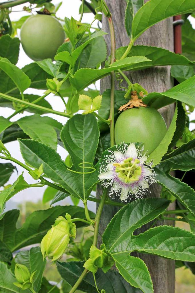 Fruit De La Passion - Grenadille : Culture, Récolte