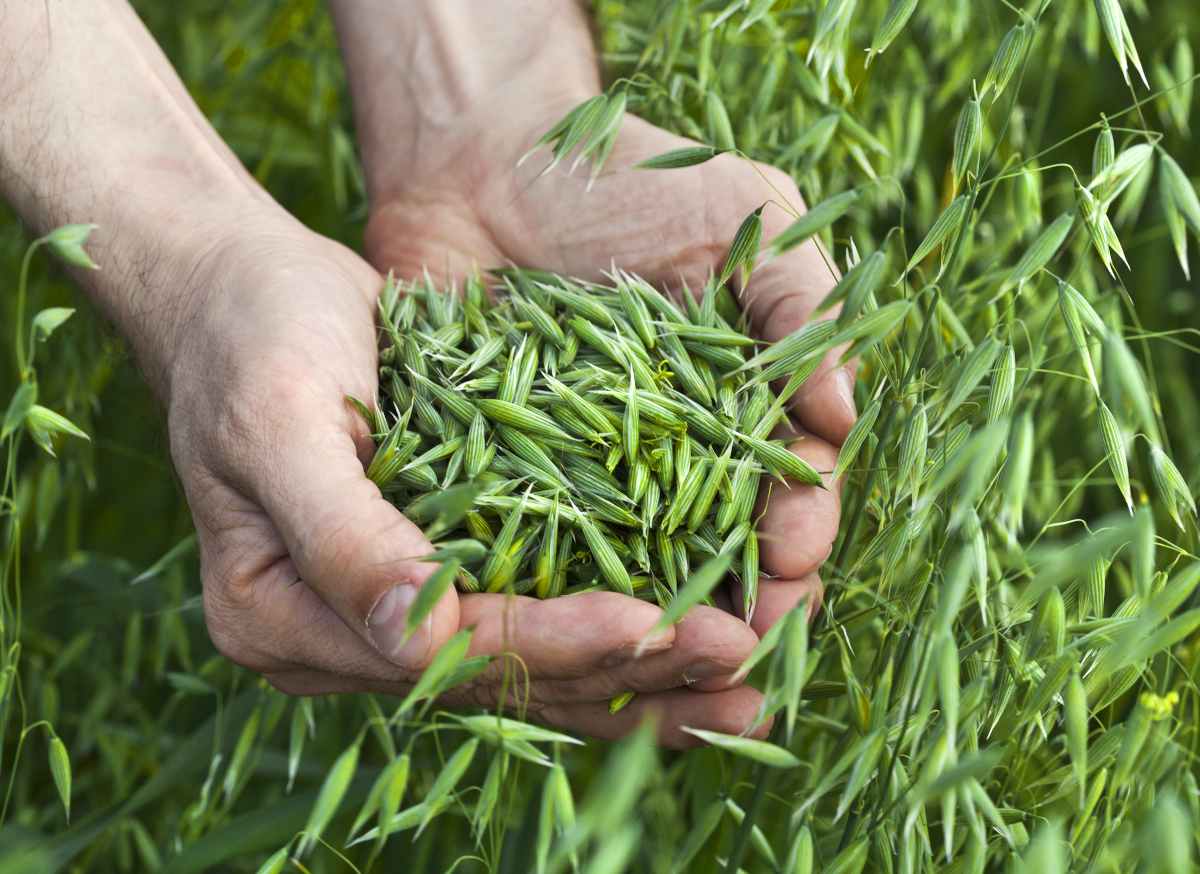 Les engrais verts : de multiples bénéfices pour la santé des sols