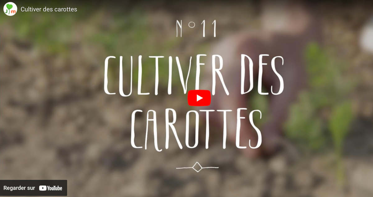 Cultiver carotte video