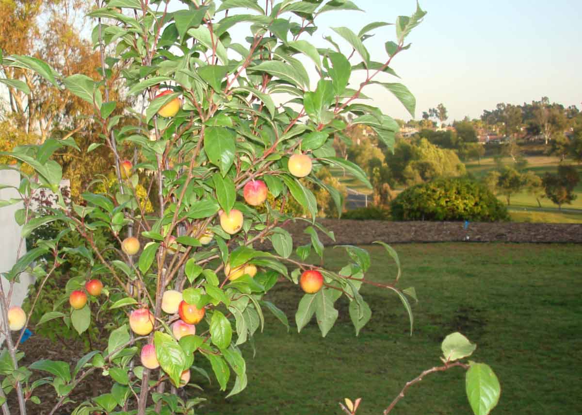 Abricotier : où le planter, combien de temps pour avoir des fruits