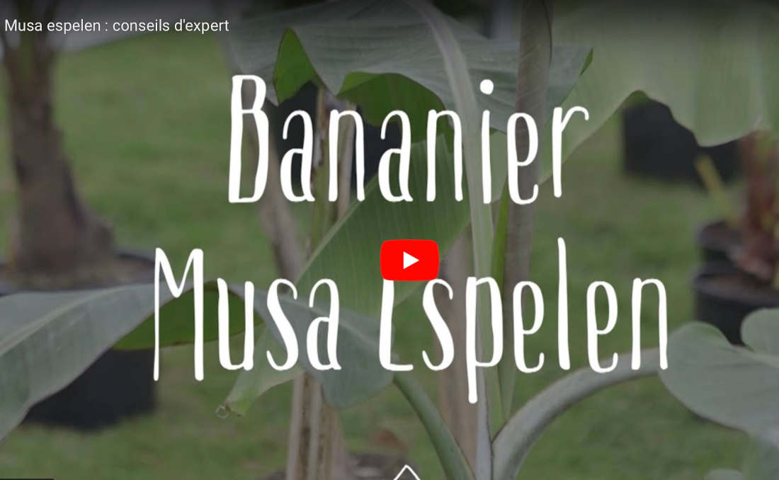 conseils de culture bananier musa espelen en video