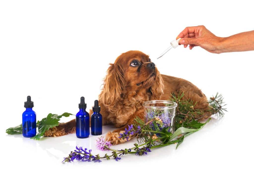 vermifuge naturel chien