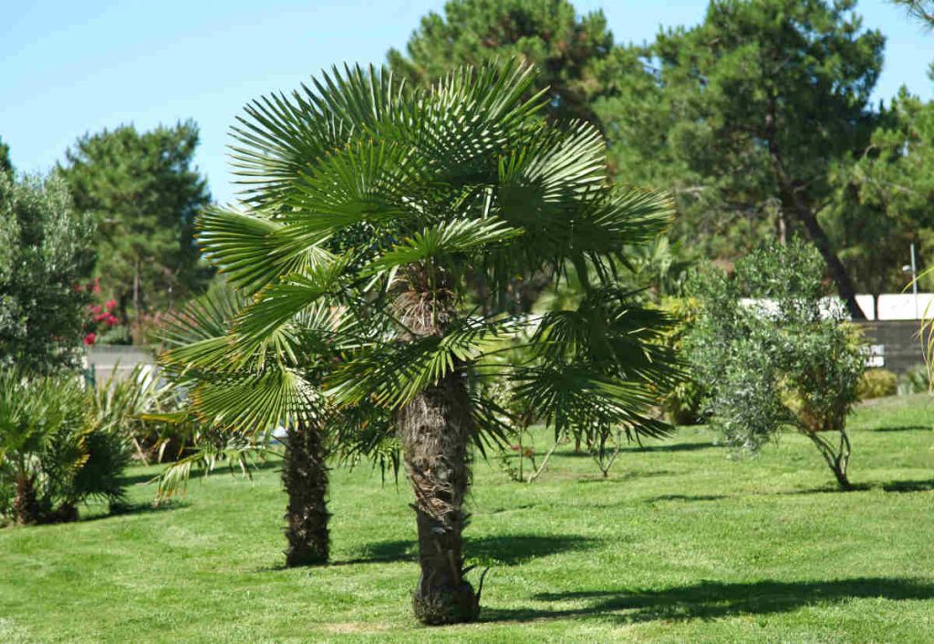 Palmier à Chanvre de Chine - Trachycarpus fortunei