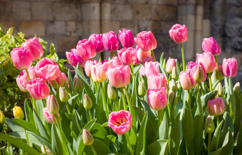 Tulipe : plantation, floraison et entretien
