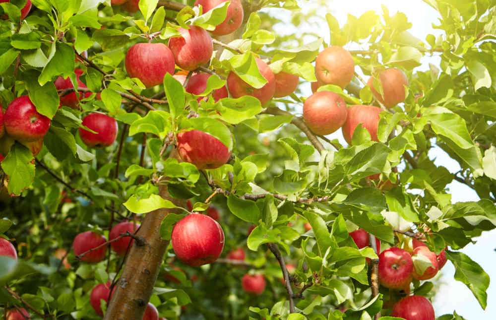 Les pommes, en voilà pour tout l'automne - Programme Malin