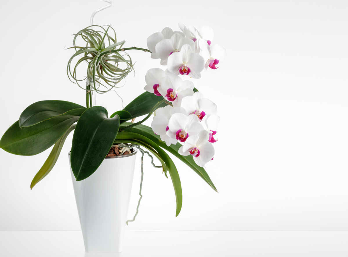 Orchidée : culture, entretien et floraison