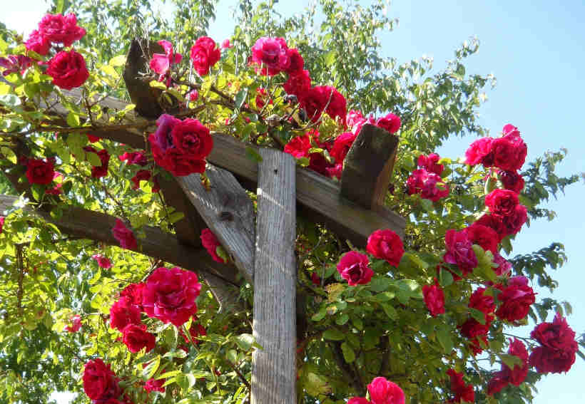 rosier grimpant variétés