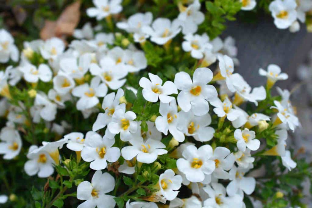 Bacopa - Sutera diffusa