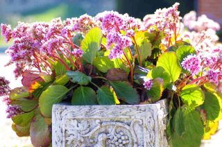 Bergenia en pot bac jardinière