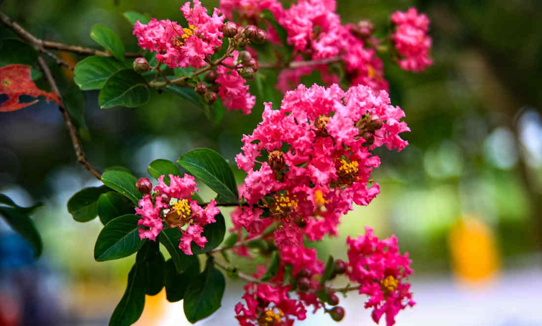Lagerstroemia- Lilas des Indes
