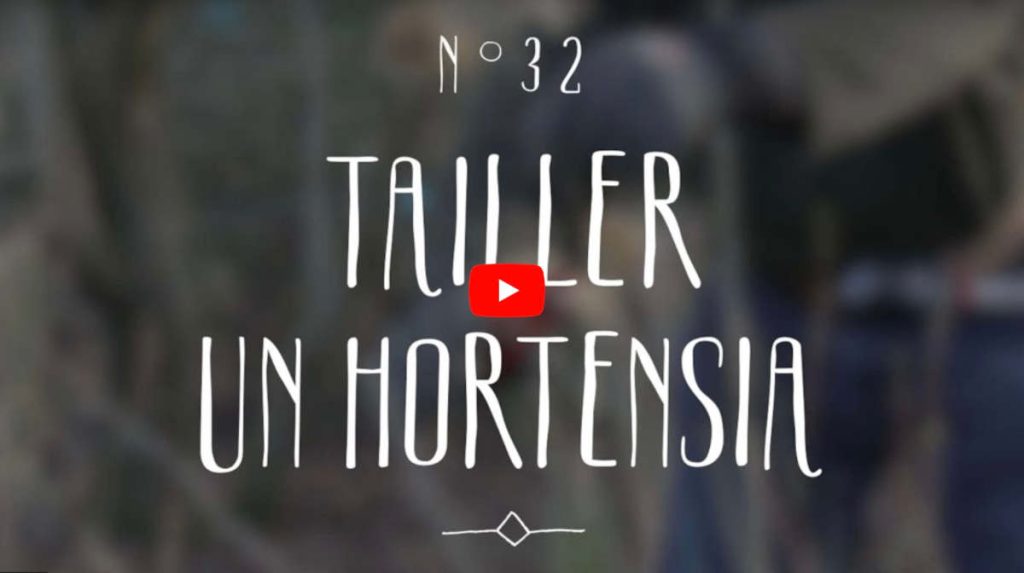 Tailler hortensia video