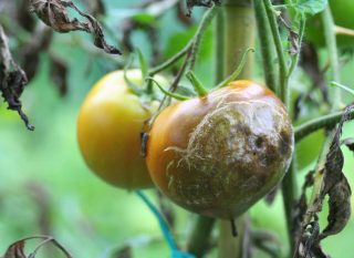 variétés tomates résistantes mildiou