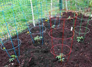 tomate en cage : plantation
