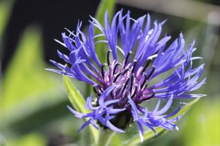 Centaurée bleu - Cyanus segetum