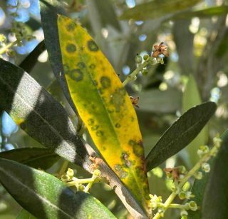 Oeil du paon olivier traitement