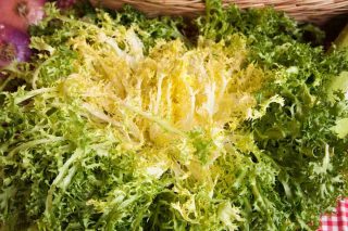 chicorée frisée d'été