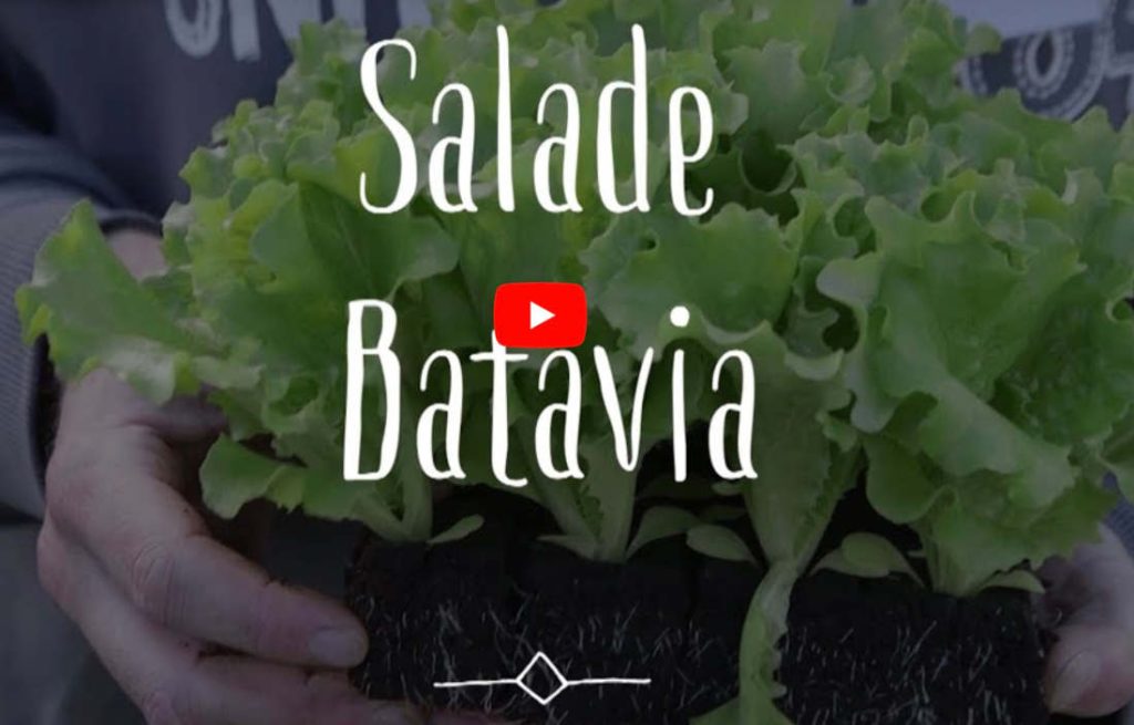 cultiver salade batavia en video