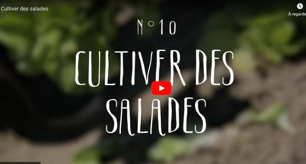cultiver salade laitue en video