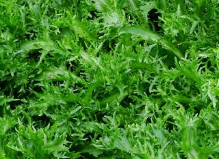 salade frisée culture d'été