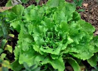 salade scarole pour l'été