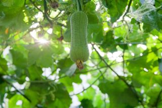 courge loofah culture