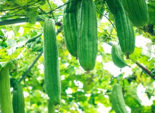 courge Luffa description