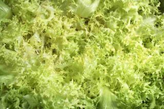 frisée automne hiver