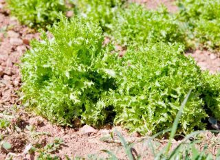 scarole et frisée d'automne et d'hiver plantation