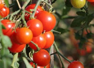 Avantages du patentkali® comme engrais légumes