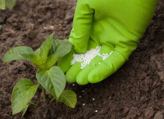 La fertilisation avec le patentkali® au jardin