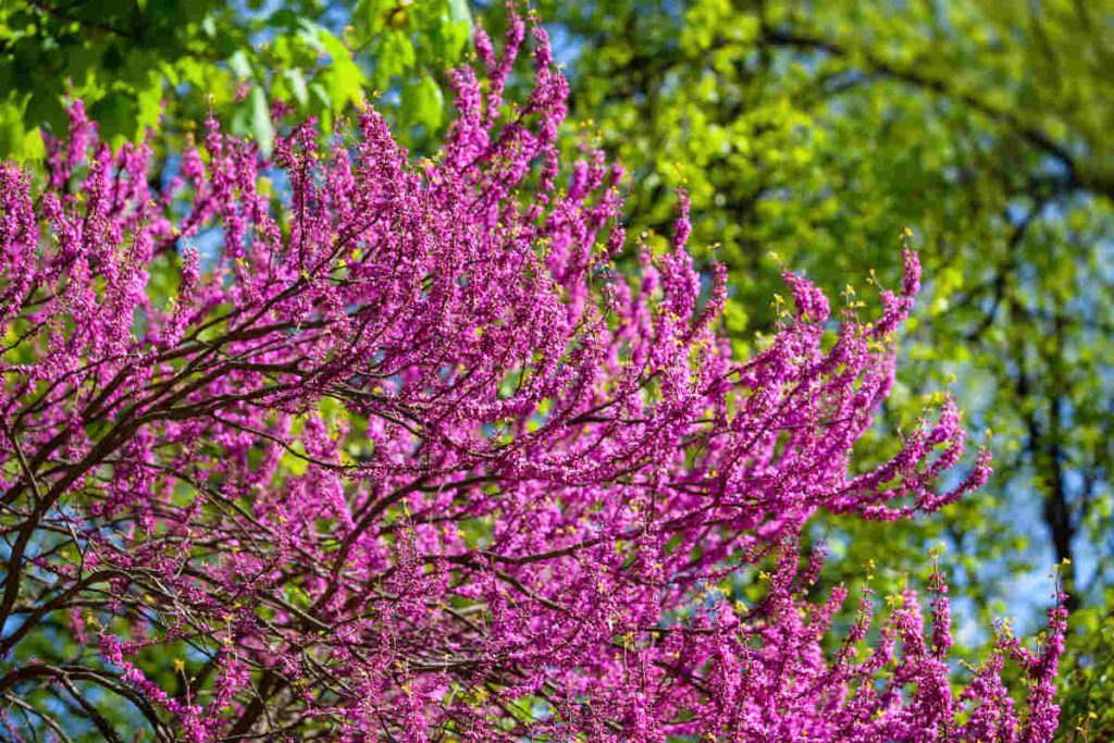 Arbre de Judée