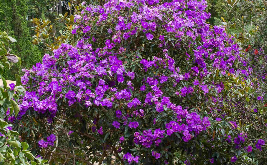 Tibouchina urvilleana