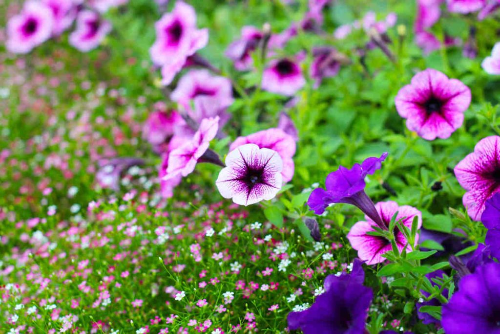 fleur qui apporte légereté massif jardin