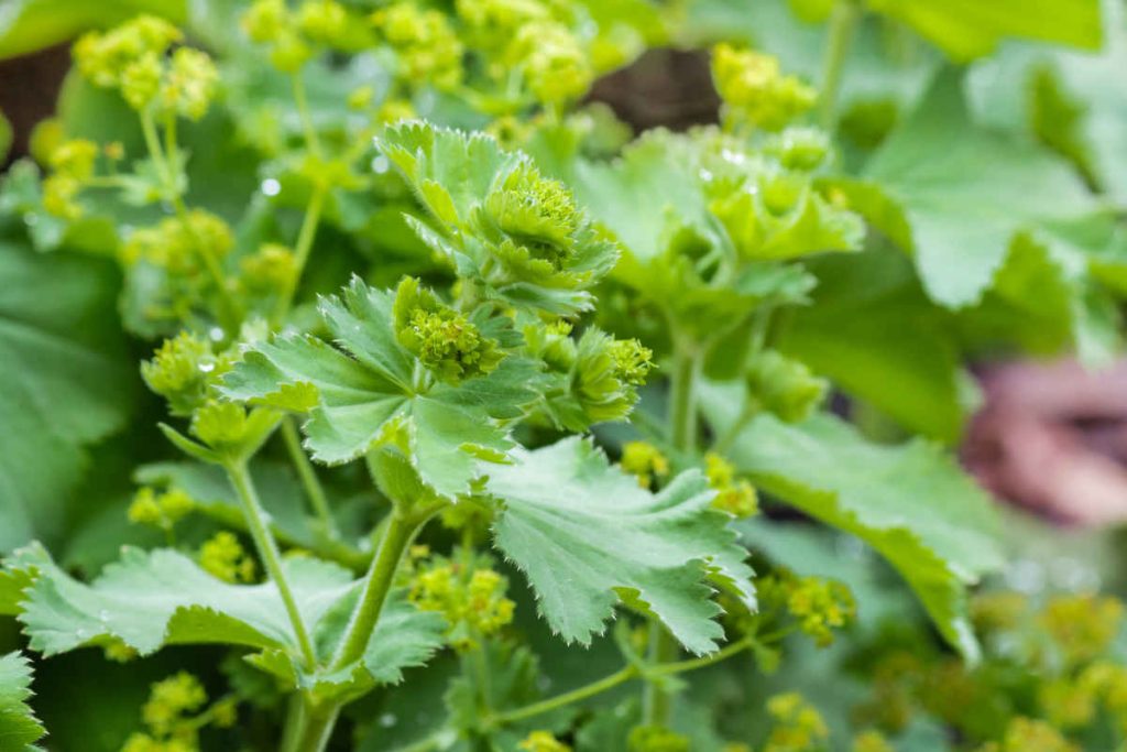 Alchémille - Alchemilla vulgaris