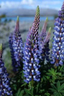 Lupin de Russel bleu